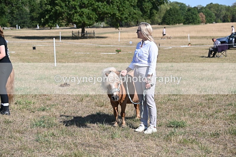 WJ6_7310 - Class 33 Rescue Pony