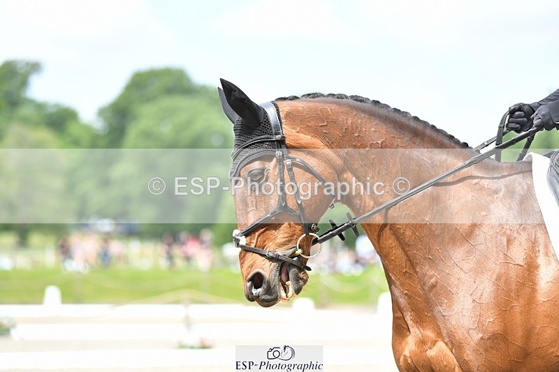 230525-114459-01893 - 103-CLOUDED_LEOPARD-Jessica_Coombes-WEDTrotUp+DR