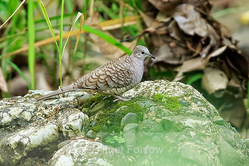 Inca Dove, Manuel Antonio, Costa Rica - Inca Dove