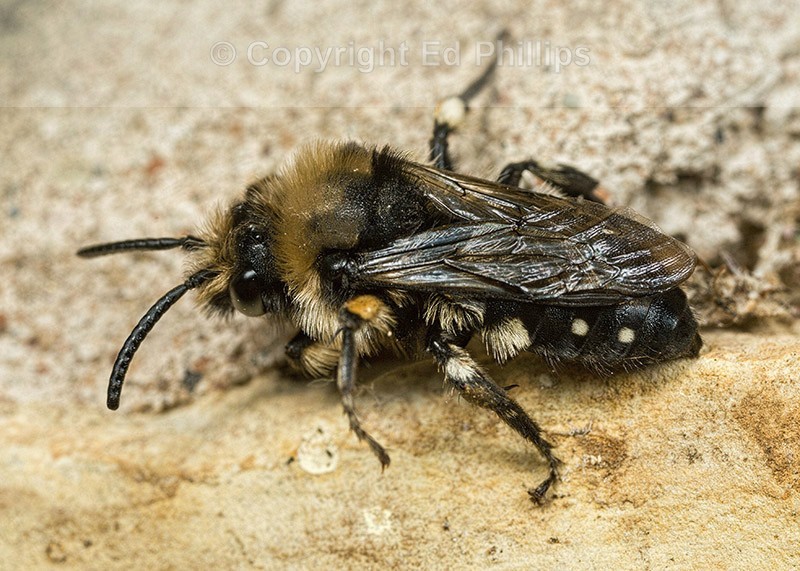 Melecta albifrons (m)