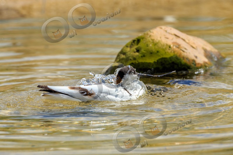 avocet Recurvirostra avosetta-5603 - UK birds