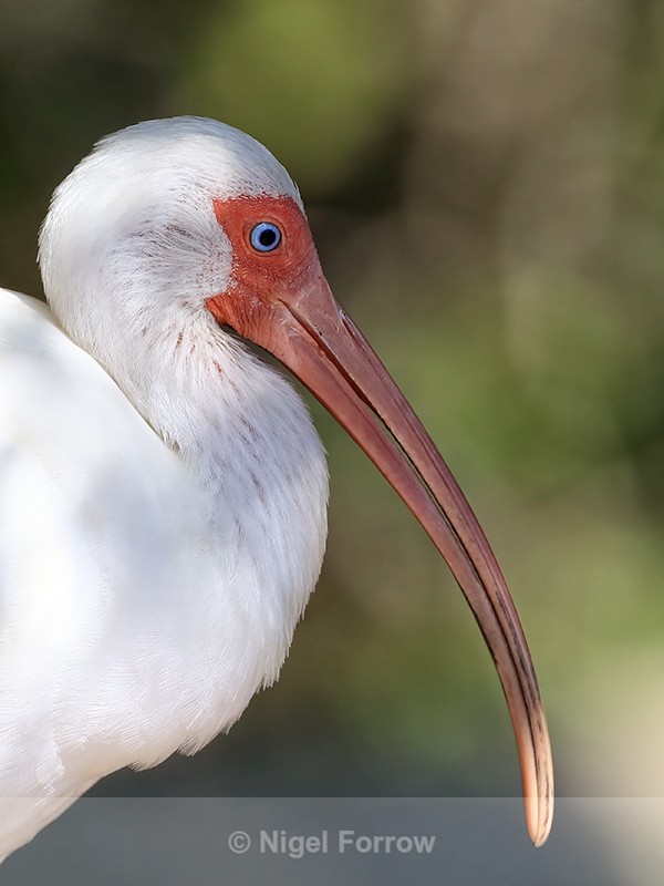 White Ibis close side profile, Gatorland, Orlando, Florida - White Ibis