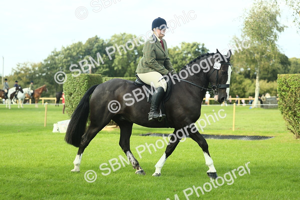 SBM_50660 - S33 - Working Hunter & Working Show Horse