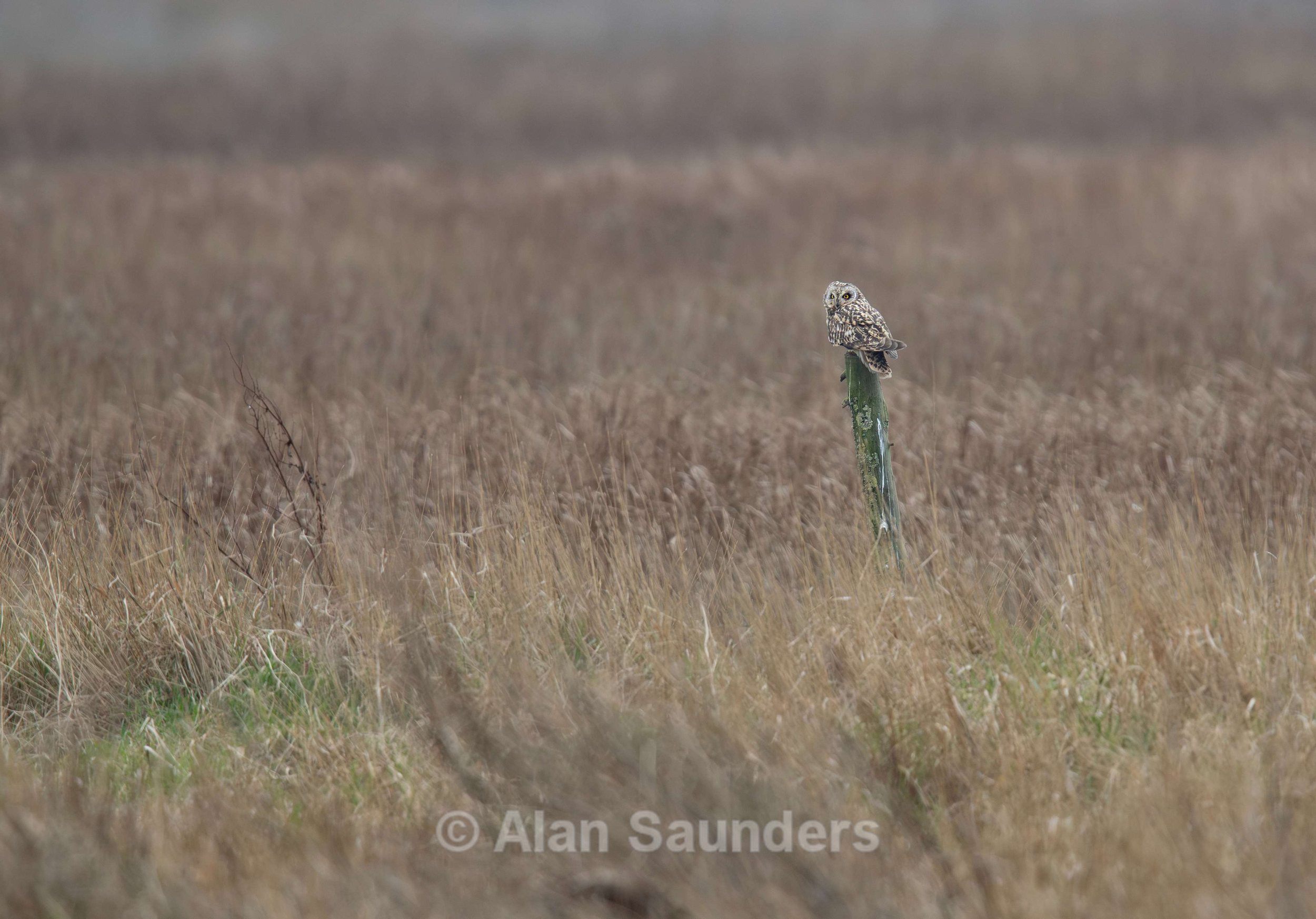 Short Eared Owl