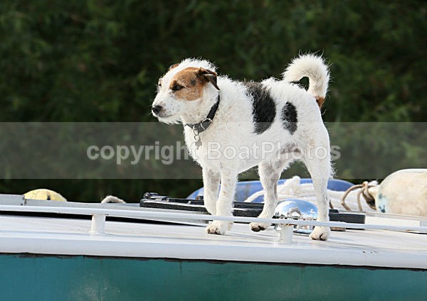 120701 RIVER DOG WT7A4443 - HENLEY ROYAL REGATTA - Sunday 1st July 2012