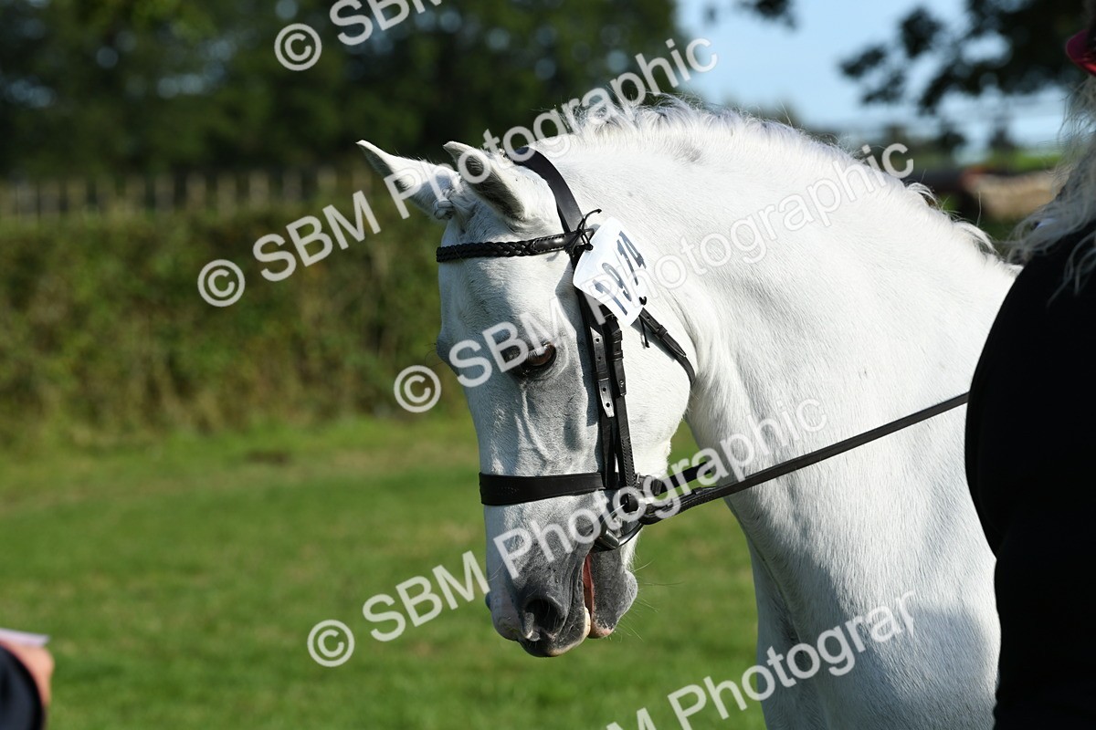 SBM_52431 - S22 - 1st Ridden Show & Show Hunter Pony