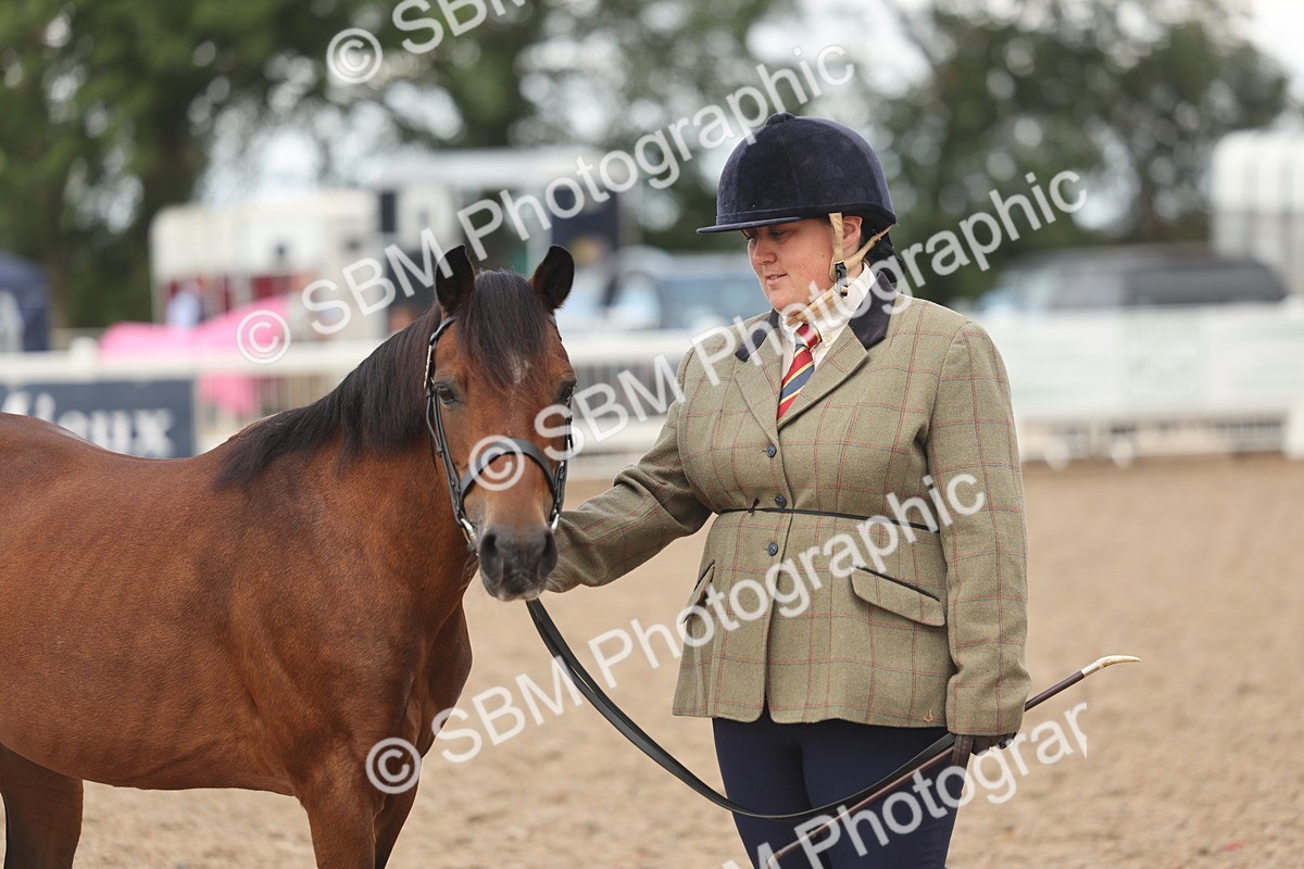 SBM_04344 - Class 17 - Prettiest Mare (IH or Ridden)