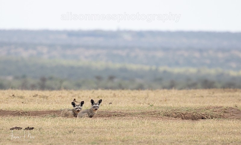  - African Safaris