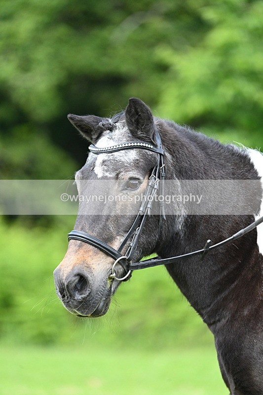 WJ7_1658 - Class 11 Condition & Turnout