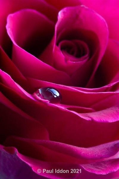 Even a Rose Can Cry - Macro