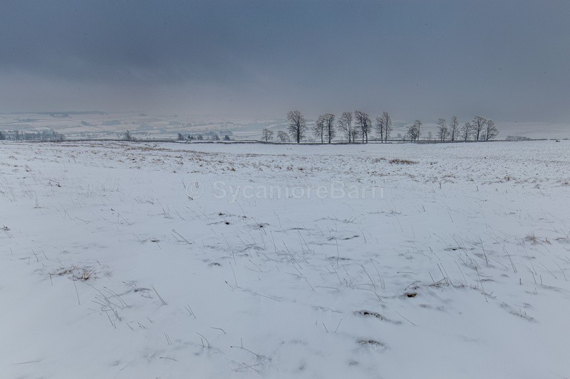 Winter trees as viewed from Haberwain Rigg above Shap Quarry - Cumbria