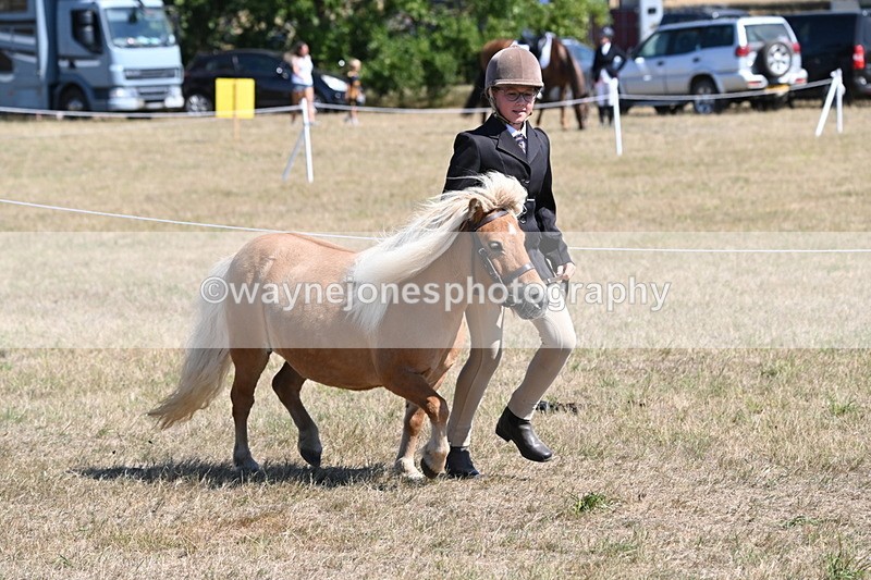 WJ6_8619 - Class 37b Best Loan Pony In-hand