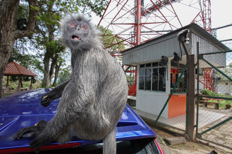 Wide angle photography of a Silver leaf monkey in Malaysia. - Urban Wildlife, Kuala Lumpur - Malaysia
