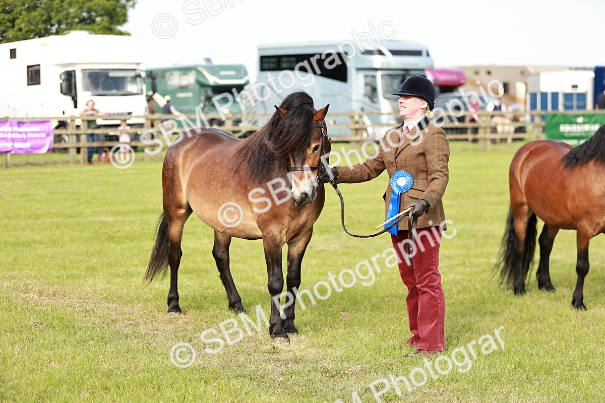 SBM_00545 - Class 14-23 - Mountain & Moorland In Hand Non Welsh
