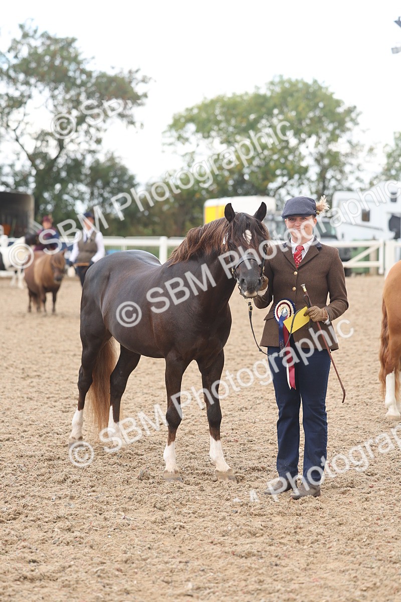 SBM_03303 - Class 16 - IH M&M Wildcard