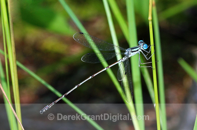 Lestes rectangularis (m) - Dragonflies of Atlantic Canada