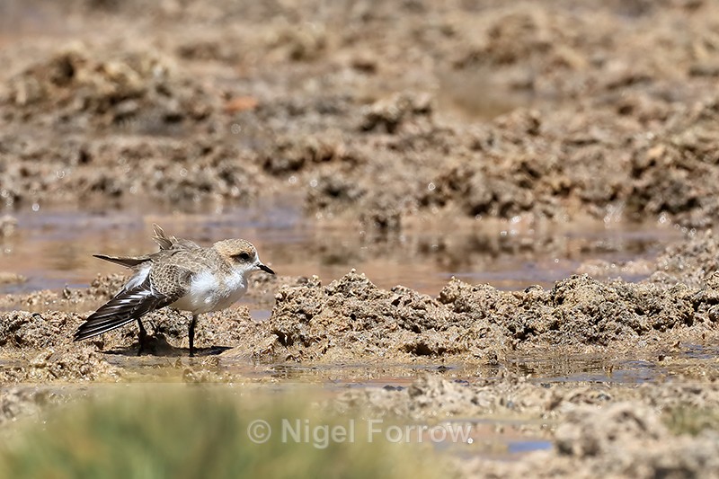 Puna Plover (juvenile) stretches wing, Quepiaco, Chile - Puna Plover