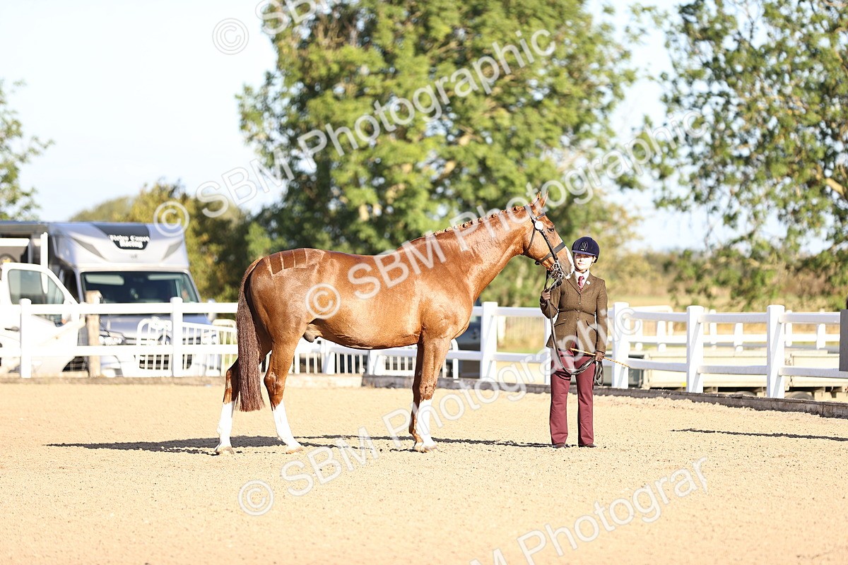 SBM_08315 - Class 401 - IH Veteran Horse
