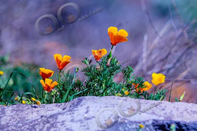 Californian poppy Eschscholzia californica-5550 - Plants and trees