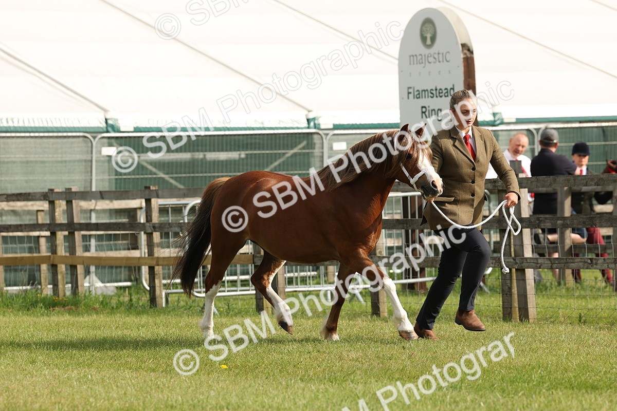 SBM_00485 - Class 6-13 - Mountatin and Moorland In Hand Welsh Breeds