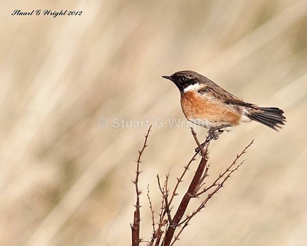 223 - Flycatchers, Redstarts & Stonechats