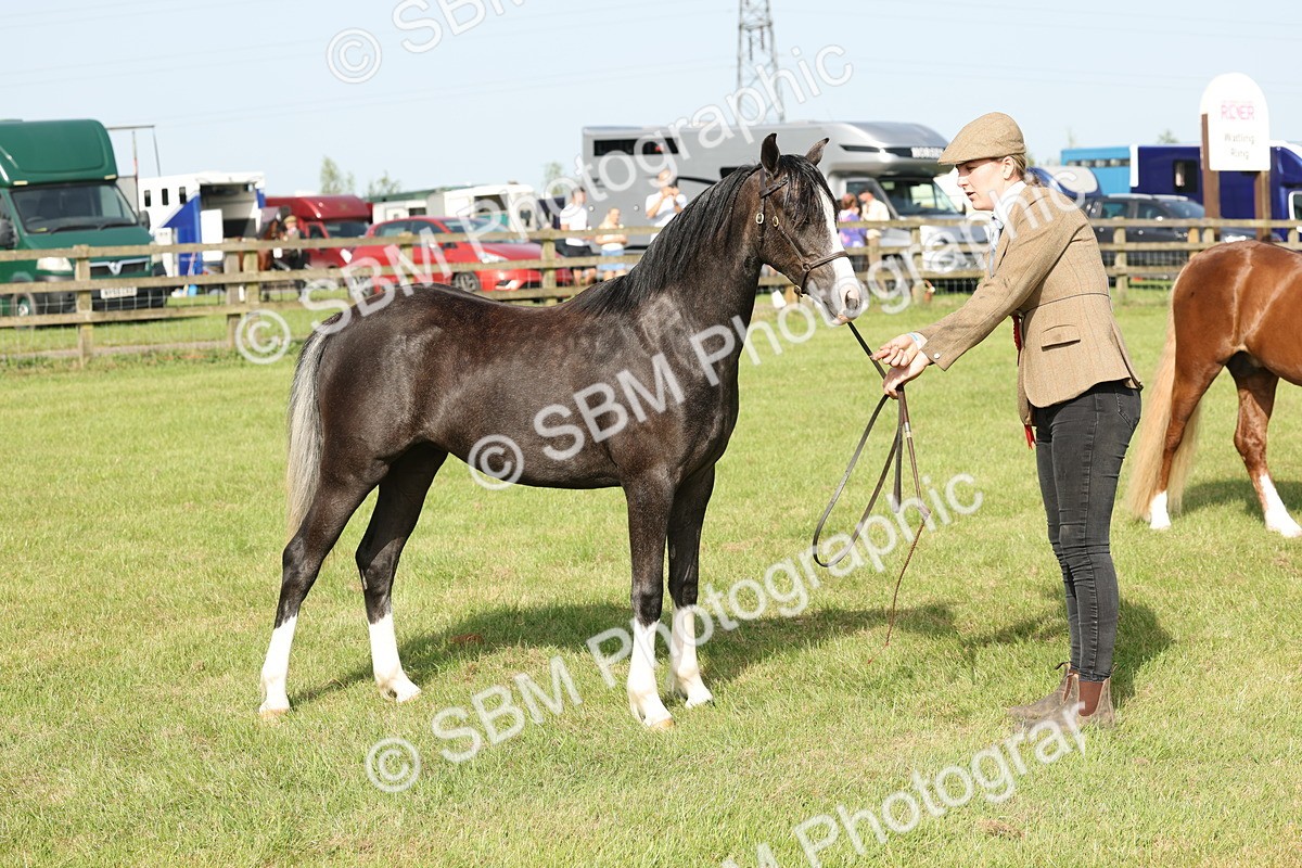 SBM_00710 - Class 6-13 - Mountatin and Moorland In Hand Welsh Breeds