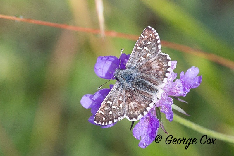 large grizzled skipper pyrenees