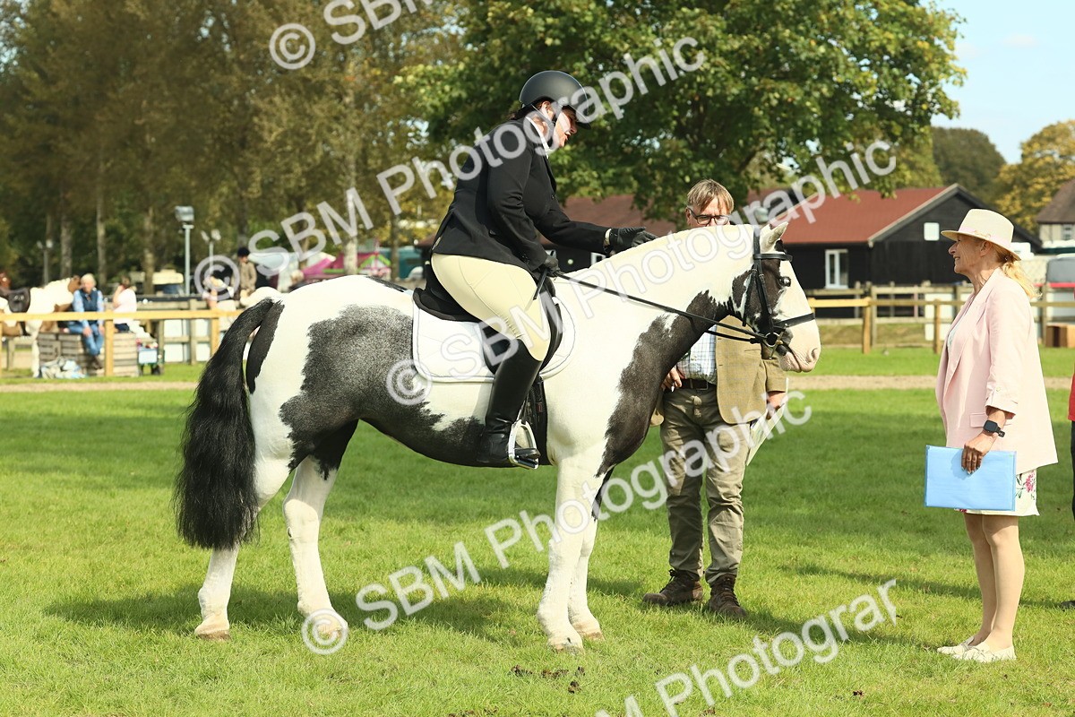 SBM_66583 - S34 - Rehabilitated Rescue Horse & Pony In Hand & Ridden