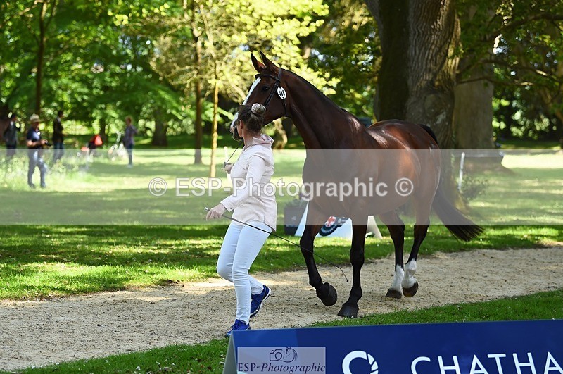 230524-153810-00405 - 368-COIRBAN_SARCO_DELUX-Rebecca_Gibbs-WEDTrotUp+DR