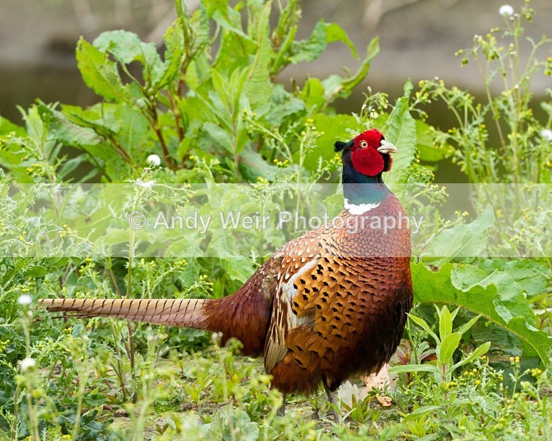 20110528-IMG_5429 - Pheasants