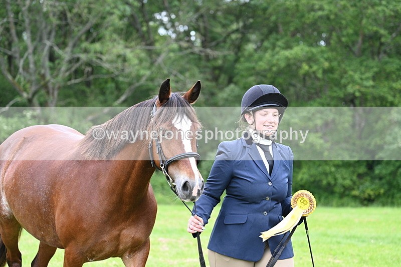 WJ7_4599 - Class 14B Prettiest Mare