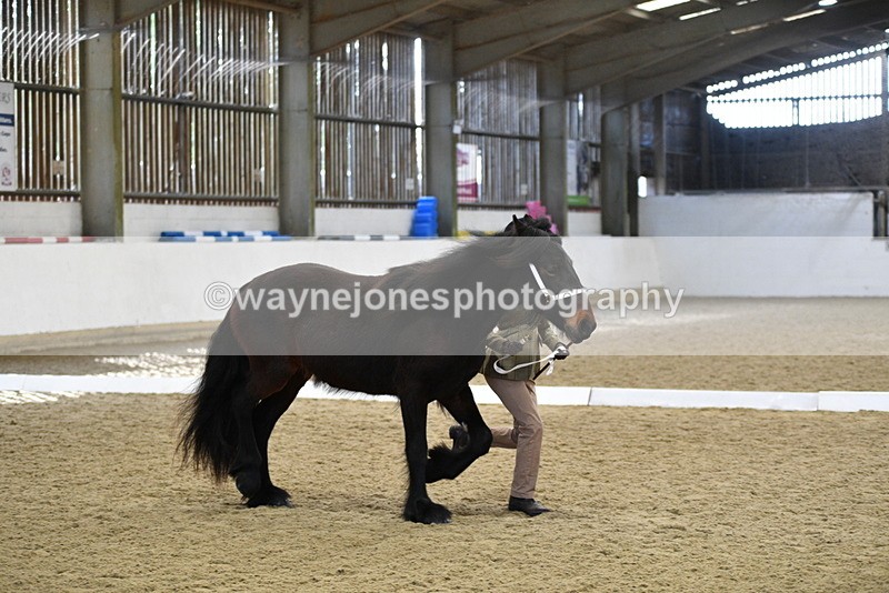 WJ5_4241 - Class 6 In hand M&M - Large Breeds