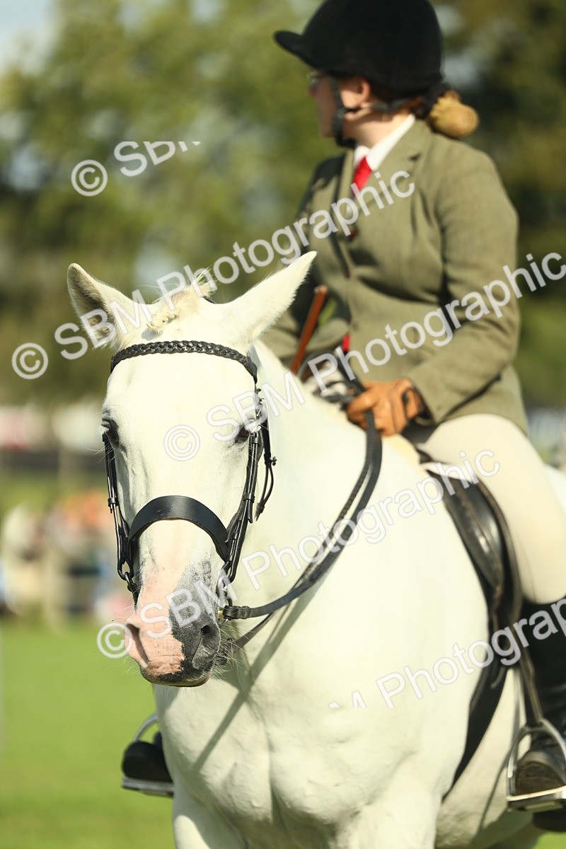 SBM_49902 - S32 - Novice & Newcomers Working Hunter