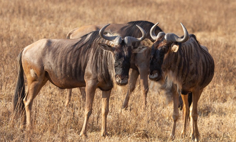 Wildebeest 3