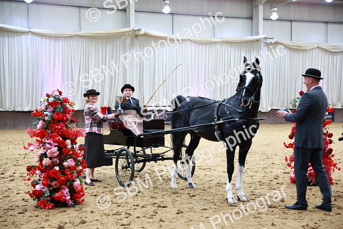 0B8A3926 - Class 13  - HHS Championship Intl Hackney Horse to a Show Wagon