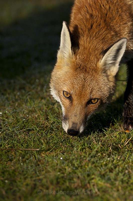 RED FOX - THE RED FOX PORTFOLIO No 1