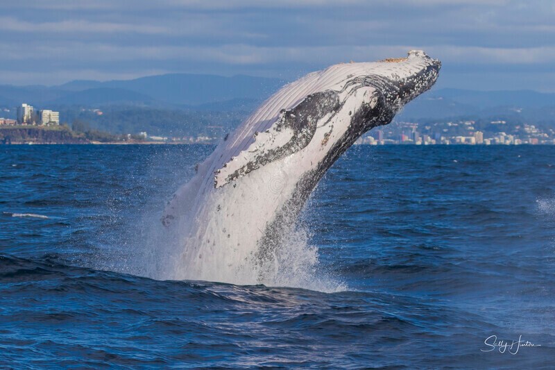 0A3A2470 - 2024 Whale Photos