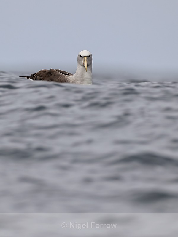 Salvin's Albatross on ocean swell, Pacific Ocean, Chile - Salvin's Albatross