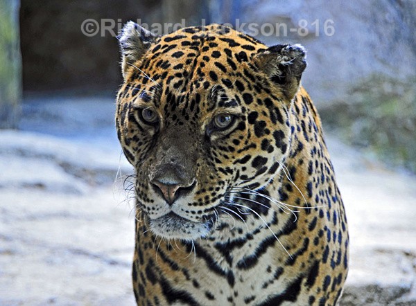 So. American Jaguar - Animals