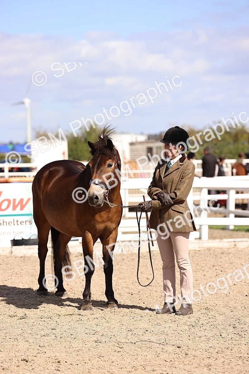 SBM_14389 - Class 412 - Handsomest Gelding (IH or Ridden)Adult