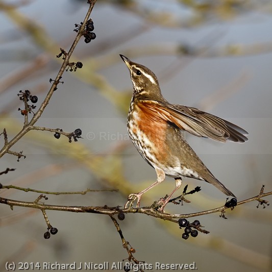 Redwing (Turdus iliacus) stretching for a berry - Redwing (Turdus iliacus)