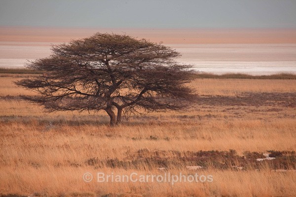 Savannah landscape, Namibia - African Safari Tour 09 Zambia, Botswana,Namibia & South Africa