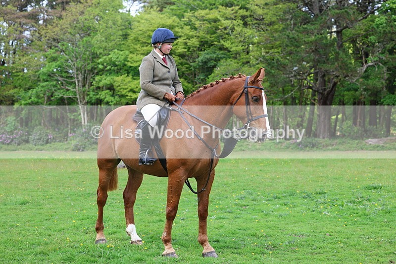 3E7A2602 - Classes 30 and 31: 80cm Working Hunter