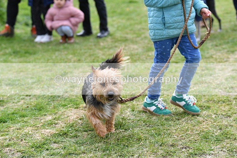 WJ5_0298 - Class 7 Best Terrier