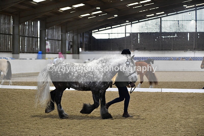 WJ5_4311 - Class 6 In hand M&M - Large Breeds