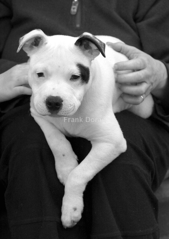 White Dog - Frank Doran