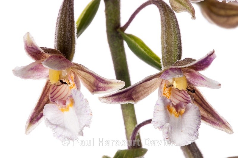  - WB: Orchids - Various