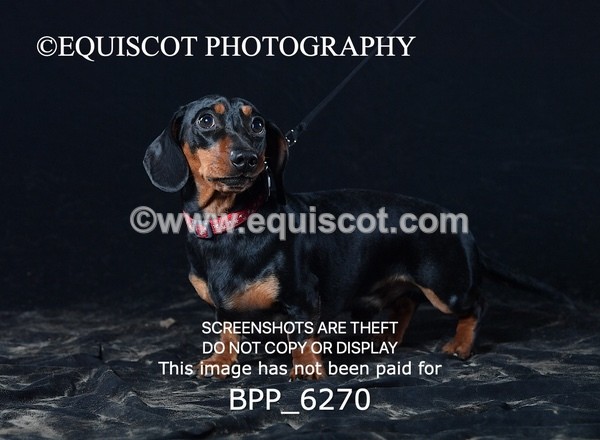 BPP_6270 - LESLEY GRANGER DOGS