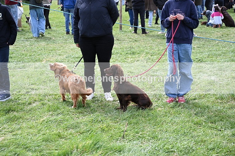 WJ6_8785 - Class 8 Best Working / Gun Dog or Bitch