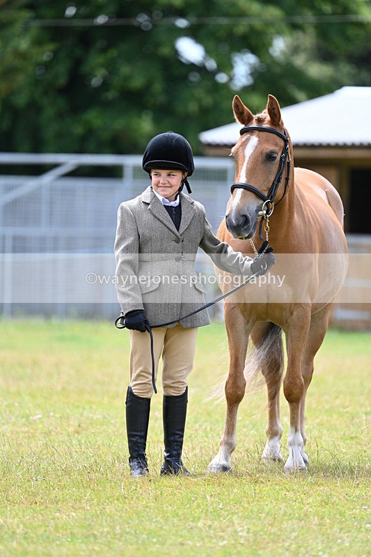 WJ7_6664 - Class 5 Handsome Gelding in hand